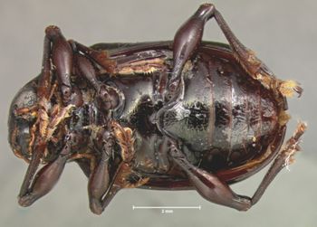 Media type: image; Entomology 9791   Aspect: habitus ventral view